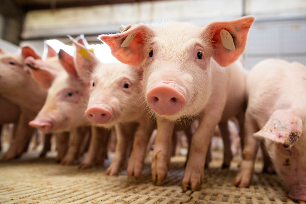 Suinocultura: bem-estar animal Impulsiona produtividade