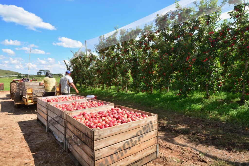 Bolsa Família dificulta contratação em pomares de maçã